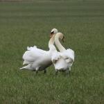 Άση Μπήλιου: Οι Ερωτικές Προβλέψεις Της Εβδομάδας 30/3/2026