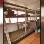 Αμπελόκηποι: Βρήκαν Κότες Και Κατσίκες Σε Ταράτσα Κτιρίου!