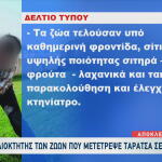 Ταράτσα Σε Στάνη