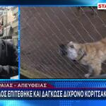 Πειραιάς: Σκύλος Δάγκωσε 2χρονη Στο Κεφάλι