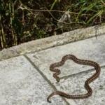 Σύρος: Οχιά Δάγκωσε 13χρονο