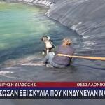 Κατερίνη: Έξι Σκυλιά Εγκλωβίστηκαν Σε Ταμιευτήρα Άρδευσης