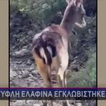 Ρόδος: Συγκινητική Διάσωση Τυφλής Ελαφίνας