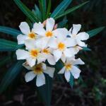 Πικροδάφνη