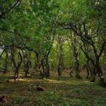 Ipsilantis Trail στις πλαγιές του Ελικώνα