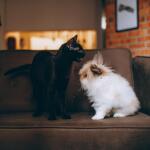 σκύλος γάτα