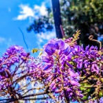 Καιρός: Άνοιξη Πριν Το... Κρύο Της Πρωτομαγιάς