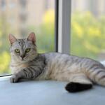 Cat Festival 2026: Γάτες βρήκαν το «παντοτινό τους σπίτι»