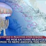 Μέδουσες: Eπανεμφανίστηκαν στις ελληνικές θάλασσες- «Στρατιές» στον Ευβοϊκό