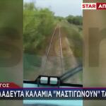 Πύργος: Ακλάδευτα Καλάμια «Μαστιγώνουν» Τα Βαγόνια
