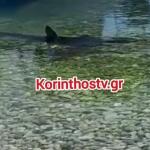 Καρχαρίες Ελλάδα: Ποια Είδη Υπάρχουν Και Πού Εμφανίζονται