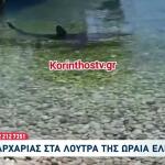 Καρχαρίες Ελλάδα: Ποια Είδη Υπάρχουν Και Πού Εμφανίζονται