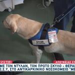 Ντίλαν: Αυτός Είναι Ο Πρώτος Σκύλος Θεραπείας