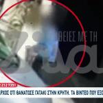 Κρήτη: Πρώην Αντιδήμαρχος Κατηγορείται Ότι Σκότωσε Γατάκι