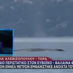 Φάλαινα Φυσητήρας 9 Μέτρων Εμφανίστηκε Τον Ευβοϊκό Κόλπο