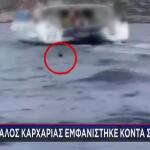 καρχαρίας Ανάβυσσος