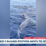 Σπάνια Εμφάνιση Φαλαινών Ανοιχτά Της Λευκάδας!