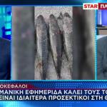 Λαγοκέφαλος: Ποια Θα Είναι Η Επιδότηση Για Την Αλίευσή Του