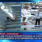 Λαγοκέφαλος: Σε Ποιες Περιοχές Επικηρύχθηκε Με 5,33 Ευρώ