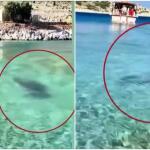 Σύμη: Φώκια κολυμπούσε κοντά στην ακτή ανάμεσα στους λουόμενους
