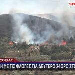 Ρέθυμνο: Στάχτη Το 80% Του Φοινικόδασους Της Πρέβελης