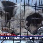 Φωτιά Πόρτο Γερμενό: Δεκάδες Ζώα Σώθηκαν Από Τις Φλόγες