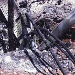 Φωτιές: Το Σημείο Που Ξεκίνησε Η Πυρκαγιά - Φωτογραφίες