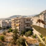 Ιός Δυτικού Νείλου: Συναγερμός Στην Αττική –Μέτρα Προστασίας