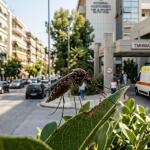 Ιός Δυτικού Νείλου: 45 Νέα Κρούσματα Και 9 Θάνατοι
