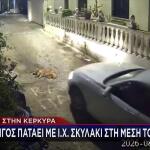 Κέρκυρα: Στον εισαγγελέα οδηγός που πάτησε & σκότωσε σκύλο που κοιμόταν