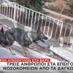 σκυλιά Βάρη