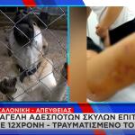 Θεσσαλονίκη: Αγέλη Aδέσποτων Σκύλων
