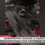 Θεσσαλονίκη: Αγριογούρουνα Εμφανίστηκαν Ξανά Στην Πόλη