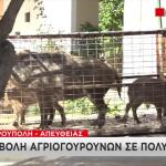 Αγριογούρουνα Στην Πετρούπολη: Επιχείρηση Στην Οδό Πίνδου