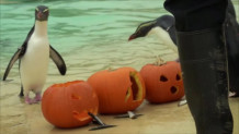 ζωολογικός κήπος Halloween