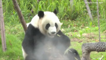 Γιγάντιο panda απολαμβάνει ένα φρέσκο σνακ