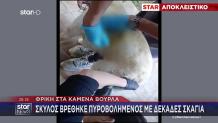 Φρίκη Στα Καμένα Βούρλα: Σκύλος Βρέθηκε Πυροβολημένος