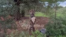 Ζάκυνθος: Μου Σκότωσε Το Παιδί Φώναζε Ο Πατέρας
