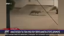Χαϊδάρι: Αναστάτωση Για Λύκο Που Περιπλανιέται Στους Δρόμους
