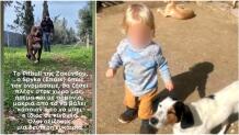 Υιοθετήθηκε το pitbull που σκότωσε το 2χρονο αγοράκι στη Ζάκυνθο