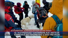 διάσωση σκύλου