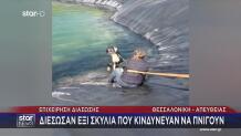Κατερίνη: Έξι Σκυλιά Εγκλωβίστηκαν Σε Ταμιευτήρα Άρδευσης