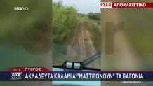 Πύργος: Ακλάδευτα Καλάμια «Μαστιγώνουν» Τα Βαγόνια