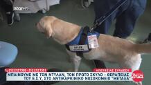 Ντίλαν: Αυτός Είναι Ο Πρώτος Σκύλος Θεραπείας