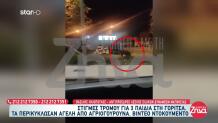 Αγριογούρουνα Περικύκλωσαν Τρία Παιδιά Στη Γορίτσα