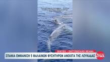 Σπάνια Εμφάνιση Φαλαινών Ανοιχτά Της Λευκάδας!
