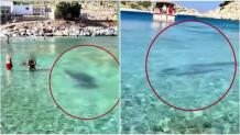 Σύμη: Φώκια κολυμπούσε κοντά στην ακτή ανάμεσα στους λουόμενους