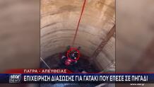 Πάτρα - γατάκι διάσωση από πηγάδι