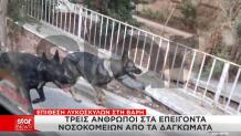 σκυλιά Βάρη