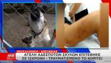 Θεσσαλονίκη: Αγέλη Aδέσποτων Σκύλων